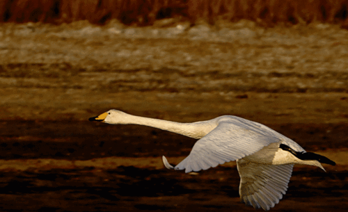 请欣赏《天鹅》