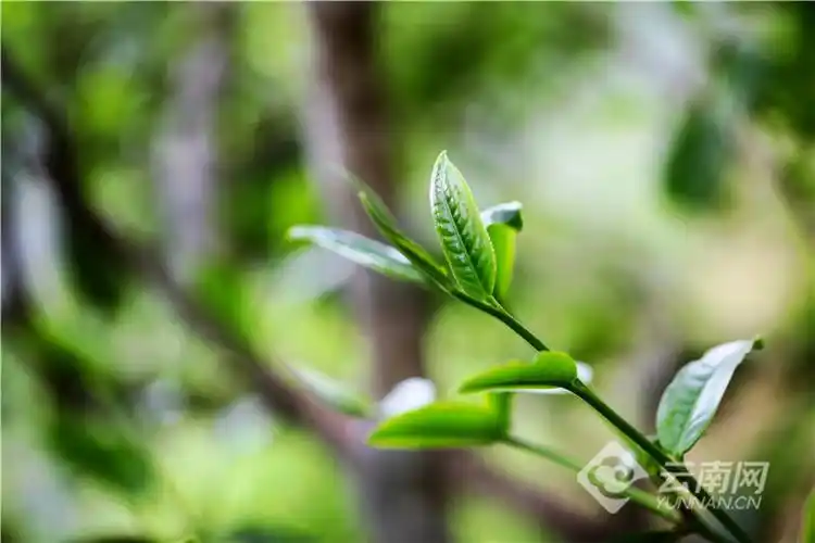 ppt 背景 壁纸 电脑桌面 发芽 绿色 绿色植物 嫩芽 嫩叶 新芽 植物