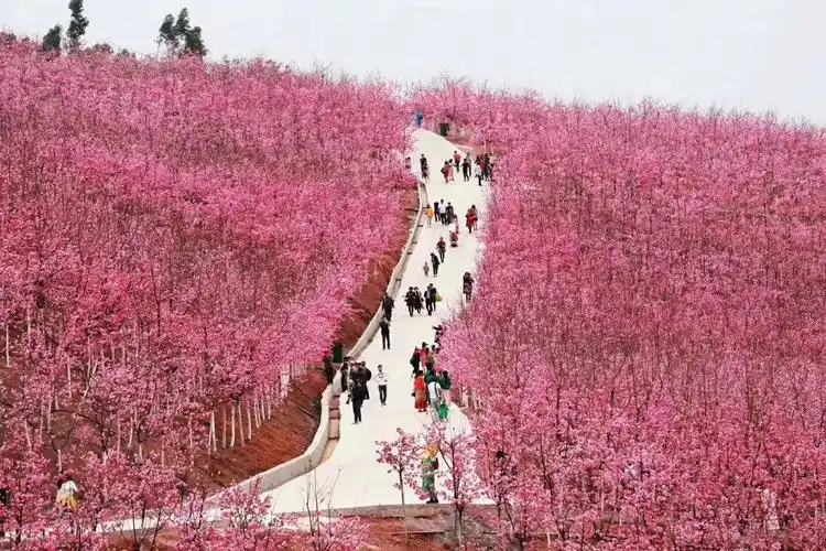 宜良樱花谷的春天,花海人潮踏青来!