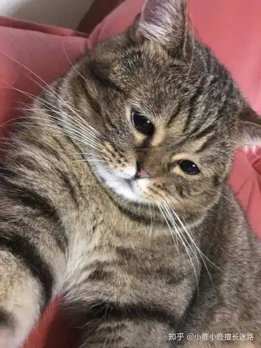 大佬们这只小土猫的脸能养肥嘛?