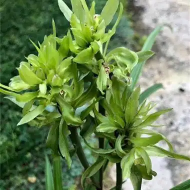 春剑盛世牡丹 - 中国兰花交易网