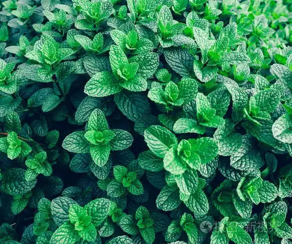 种在菜园里的绿色薄荷植物照片-正版商用图片161sjh-摄图新视界