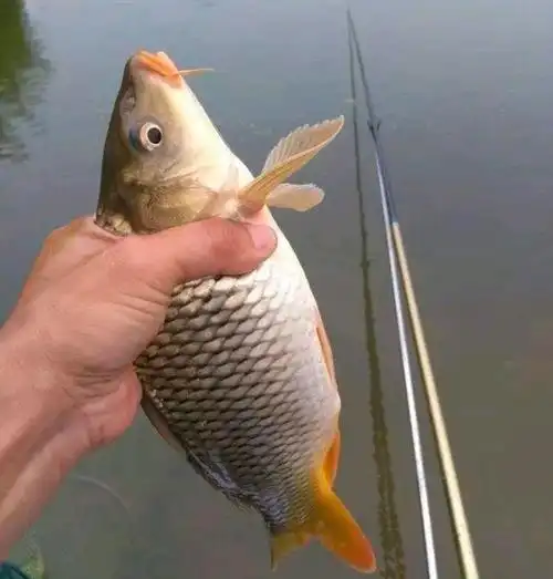 初夏鲤鱼不好钓?"出其不意"擒上岸