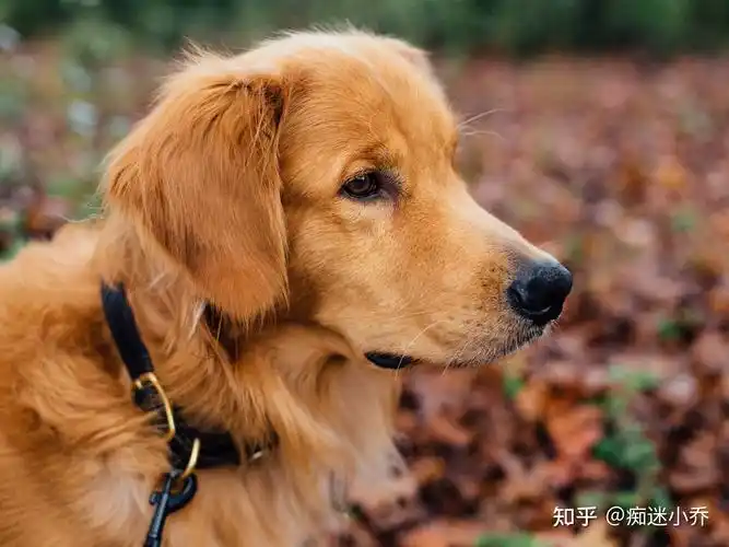 六种适合女生养的狗狗它们可爱又漂亮不要错过