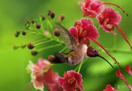 > 【自然风景】鸟语花香