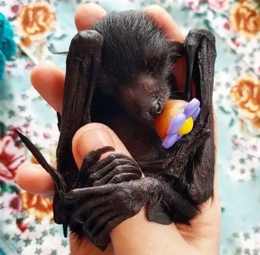 蝙蝠救援组织发布了可爱的蝙蝠照片,以展示它们实际上是多么无害
