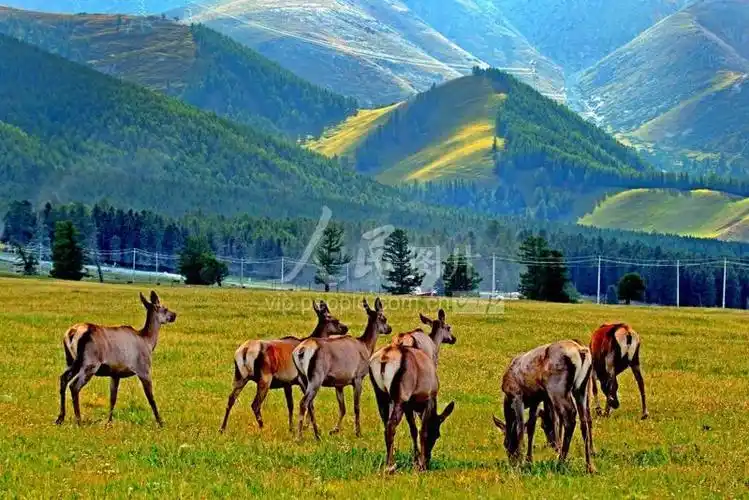 新疆哈密:草原丰美 马鹿成群