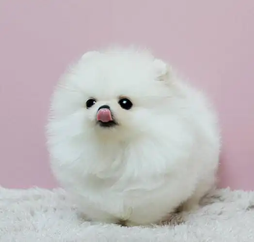 一折博美犬活体_纯种博美犬幼犬活体茶杯犬博美俊介长