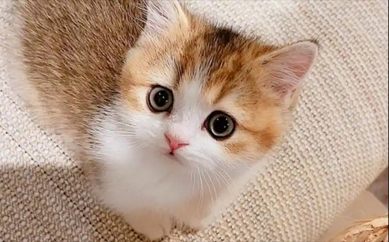 超萌小奶猫,乖乖的脑袋圆乎乎,太可爱了