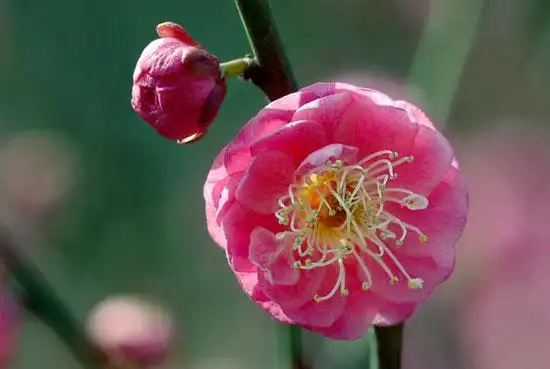 梅花品种分类及花卉图片大全3