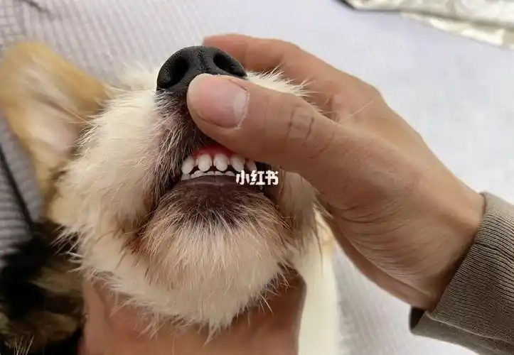 柯基的牙齿07长这样正常吗