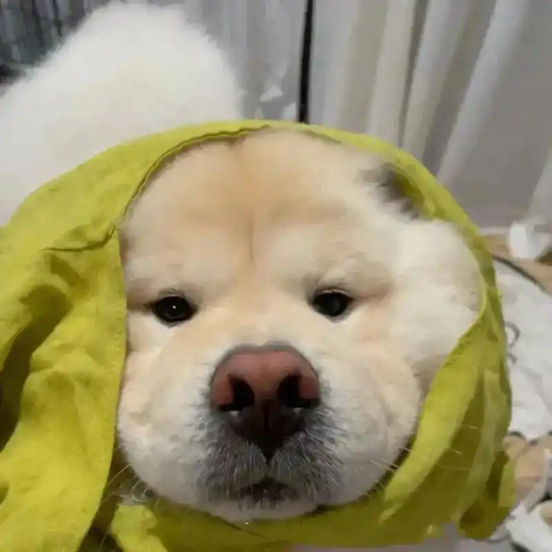 更新一波修狗头像#憨憨日常 #可爱 #抖音小助手 - 抖音