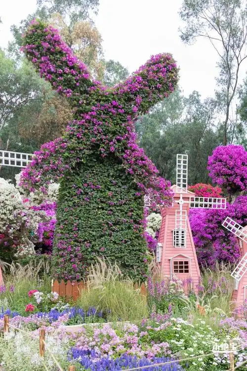 错过等一年深圳这个免费花展终于来了又将刷屏朋友圈