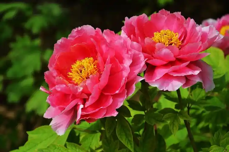 唯有牡丹真国色 - 美篇