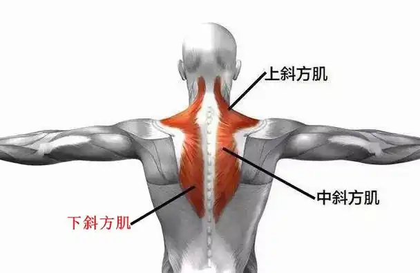 别闹了,肩胛骨才是你关注的重点