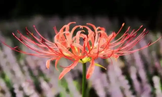 十二星座专属守护植物,哪个属于你?-中国鲜花礼品网(花礼网)