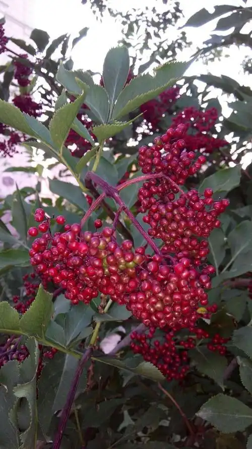 这是什么植物啊?