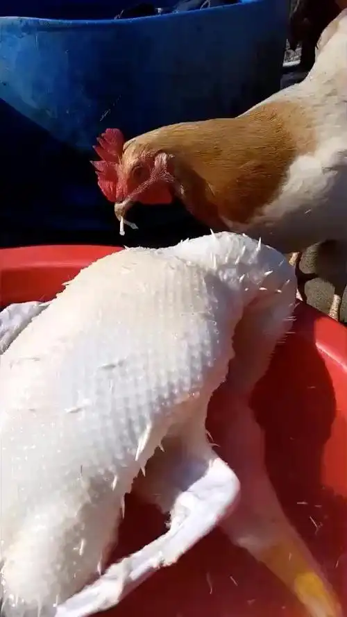 专业拔鸡毛,服不服