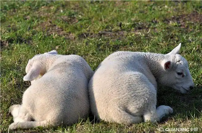 绵羊图片_图片大全