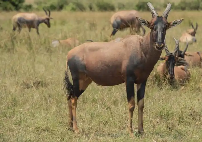 看野生动物还得是去非洲,真不是你想象的那样