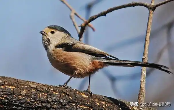 黑头灰身子长尾巴是什么鸟 -生活知识库-动动脑