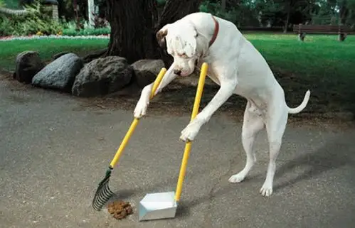 到底是动物披人皮还是人披动物皮?