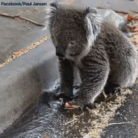 土澳人民在动物保护这件事上可以说是丧心病狂了