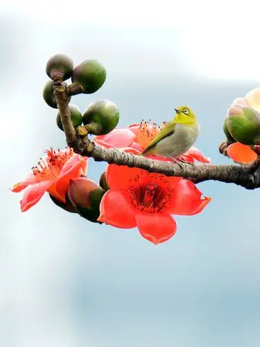 木棉花和鸟儿 (1)