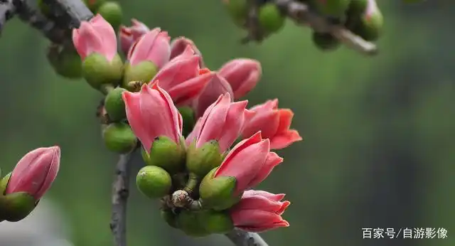 广东东莞虎门,木棉花