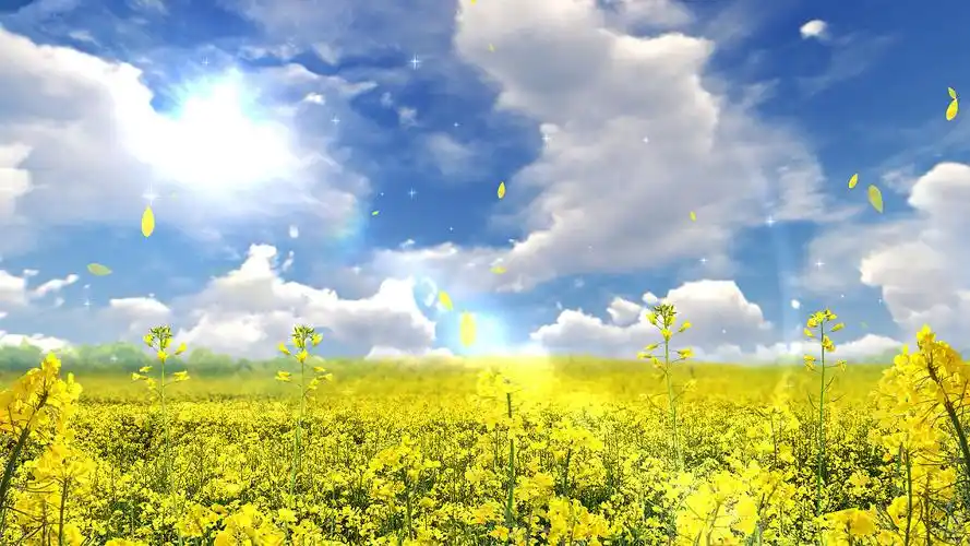 蓝天白云油菜花动画舞台背景视频ae模板春天背景