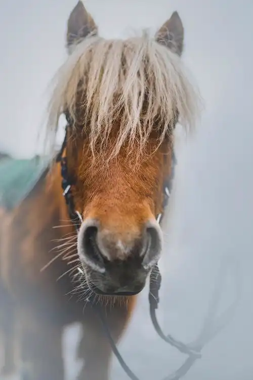 一匹骏马的头部特写1024x600分辨率查看