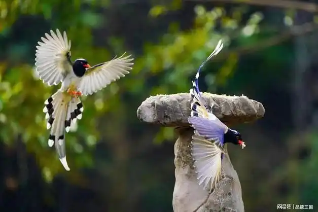 百鸟朝凤禹州牛头山