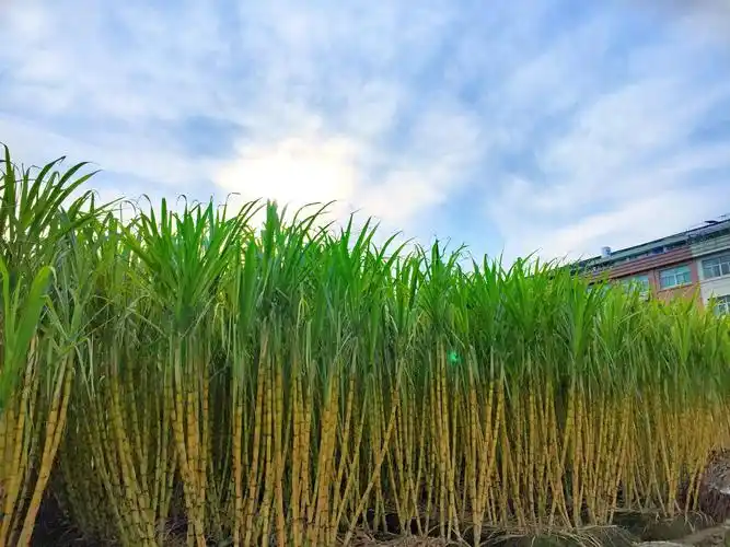 甜蜜的甘蔗林(原创)