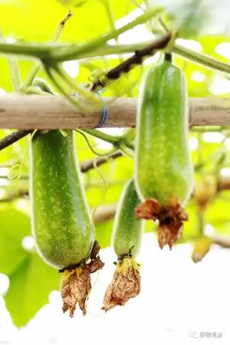 顺德杏坛桑麻黑毛节瓜上市