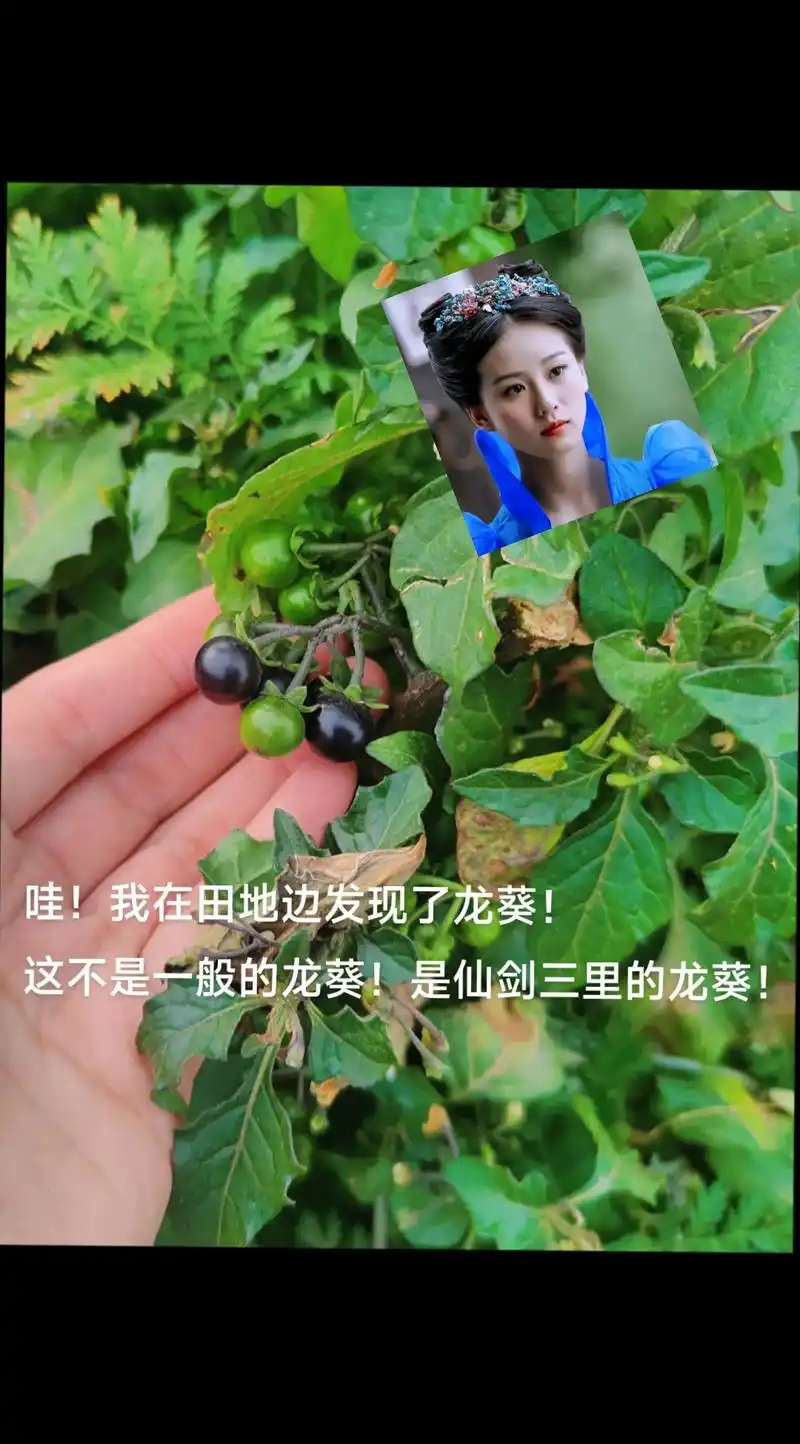 龙葵有什么功效?