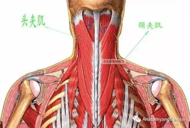 头,颈夹肌的损伤及稳定训练-樊继波主治医师-爱问医生