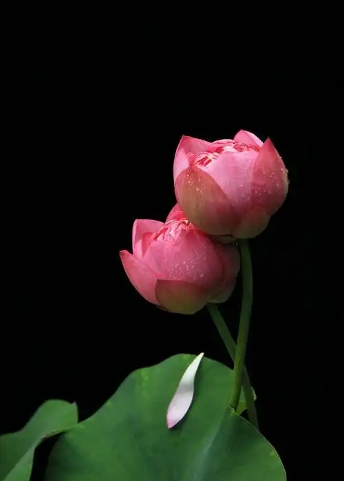 莲花池荷花 2015 06 13.