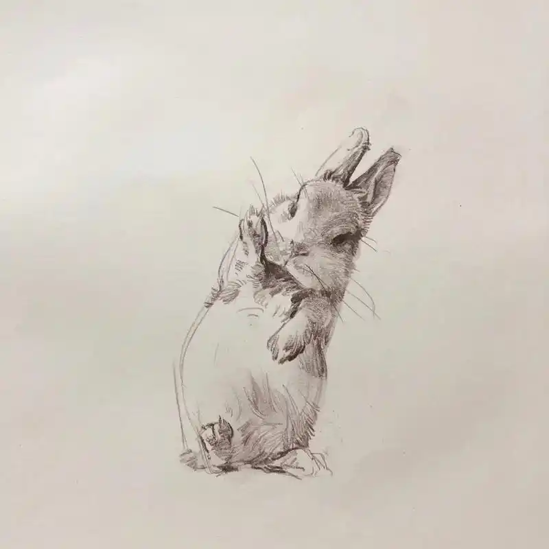 兔.兔年吉祥～#美术生 #画画 #兔子 #宠物 #动物速写 - 抖音