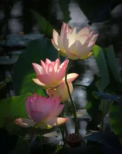 《荷花美》摄影获奖作品展