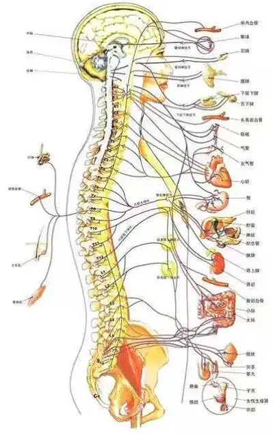 其它 抗加龄与您关注:脊神经病根分布歌(对应病症) 写美篇第一颈椎(c1