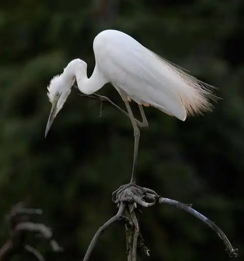 《南昌象山白鹭生态纪实》2018.5中旬 拍摄,制作:杜锡武