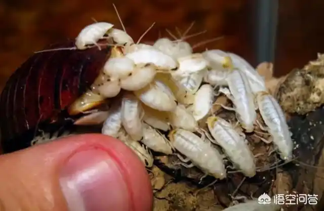 为什么蟑螂不能踩死?|老鼠|幼虫|天敌_网易订阅