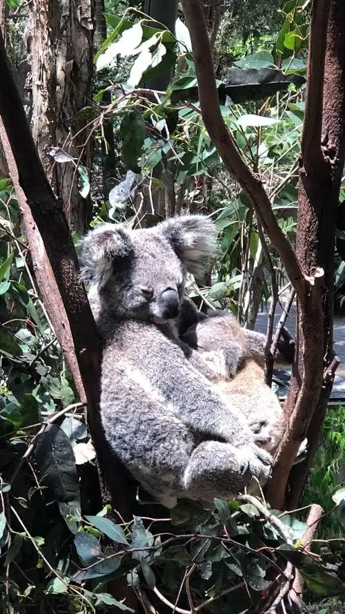 考拉抱着她的小宝宝好可爱哦…哈哈哈