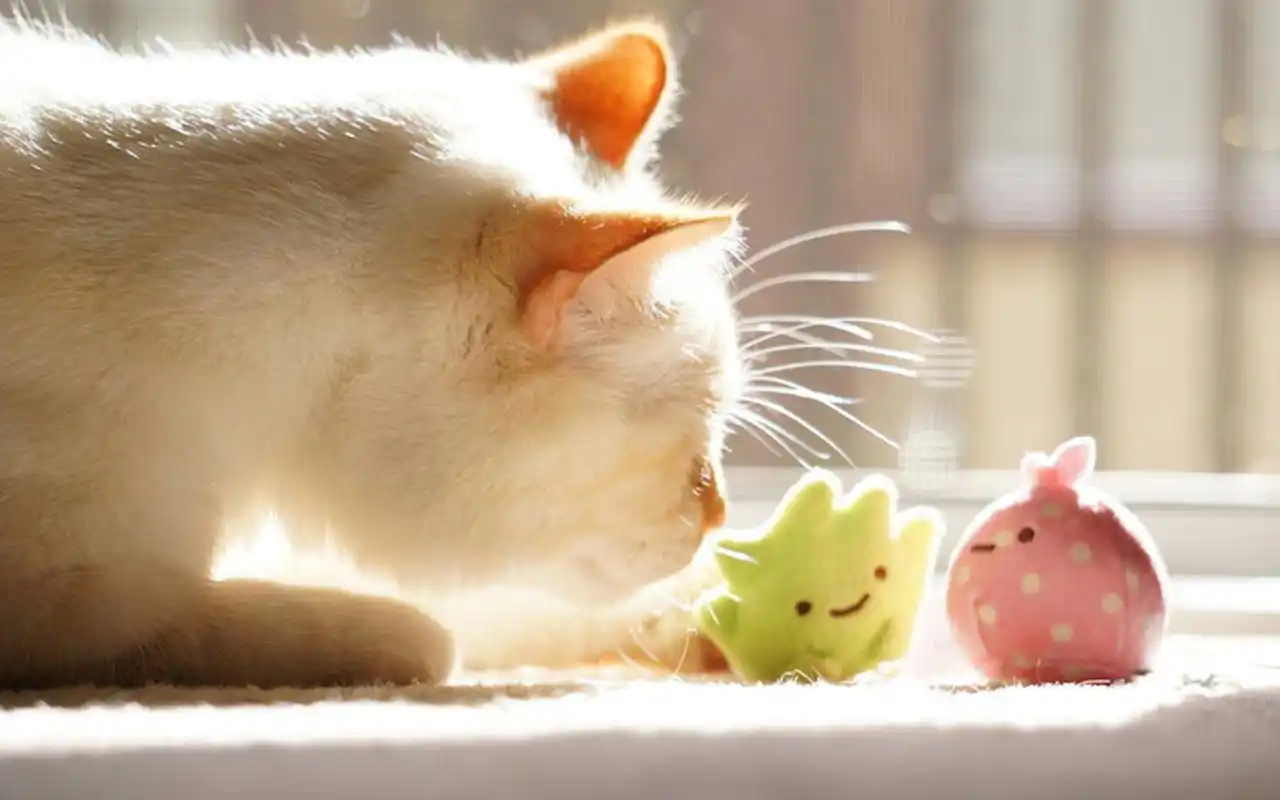 可爱摆件创意摄影唯美图片电脑桌面壁纸下载