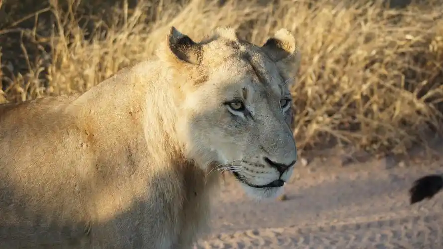 狮子壁纸【94】