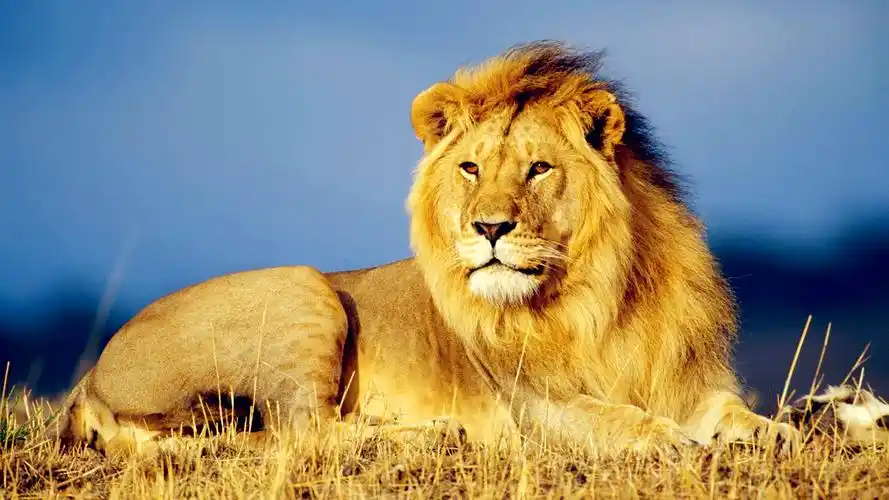 凶猛狮子威严壁纸_万兽之王的威严模样_动物壁纸