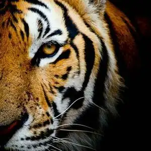 洒脱的虎兄头像