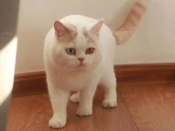 自家乳白梵色异瞳英短种公转让