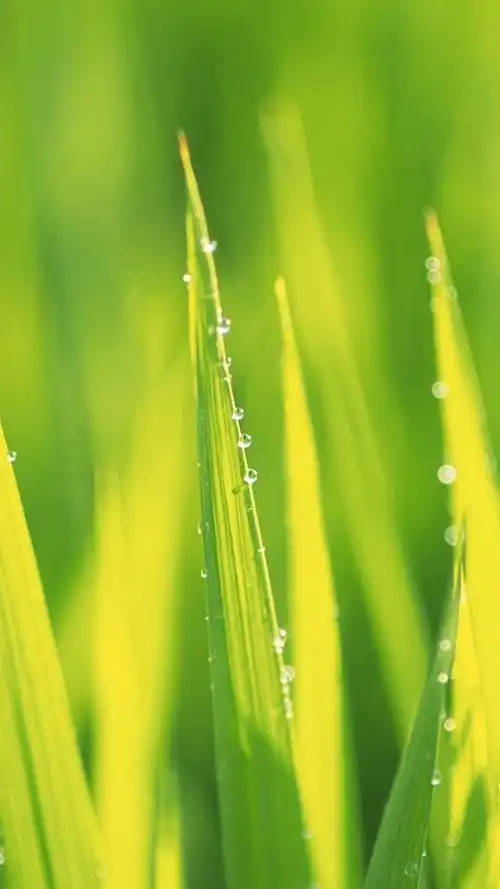 小清新绿色植物护眼手机壁纸