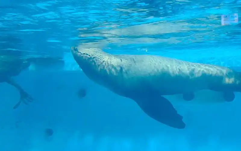 天津海昌极地海洋公园海豹